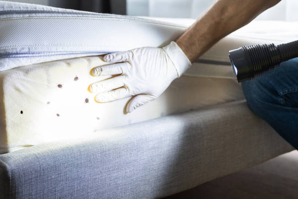 Flea Control Services in Lakeview, GA