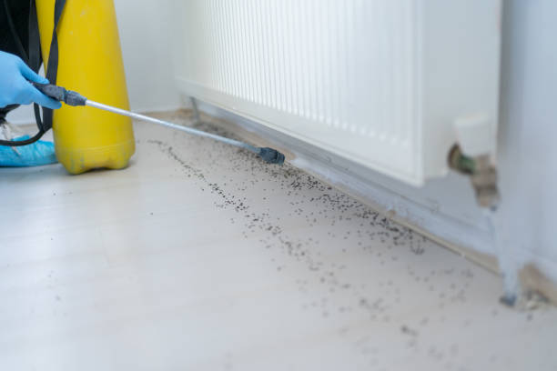 Best Bed Bug Extermination  in Lakeview, GA